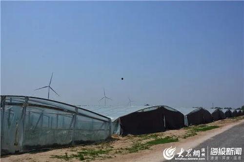 阳信吃瓜大户,揭秘瓜界风云人物